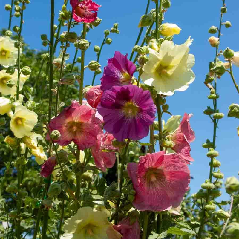 SEMILLAS MALVA REAL Patoral Vilmorin - Sobre 1 g - Imagen 2