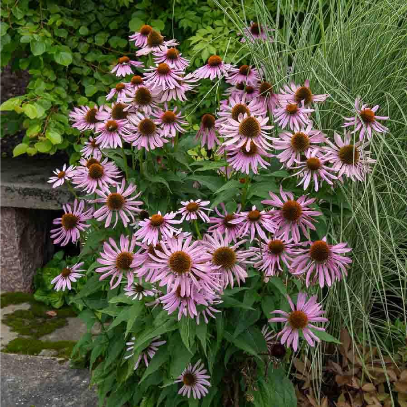 SEMILLAS RUDBECKIA Morada Magnus Vilmorin - Sobre 1 g - Imagen 2