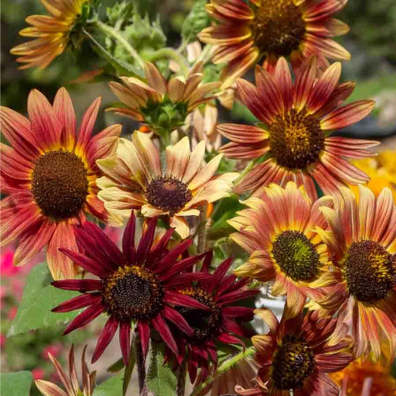SEMILLAS GIRASOL Belleza de Otoño Vilmorin - Sobre 1,5 g - Imagen 2