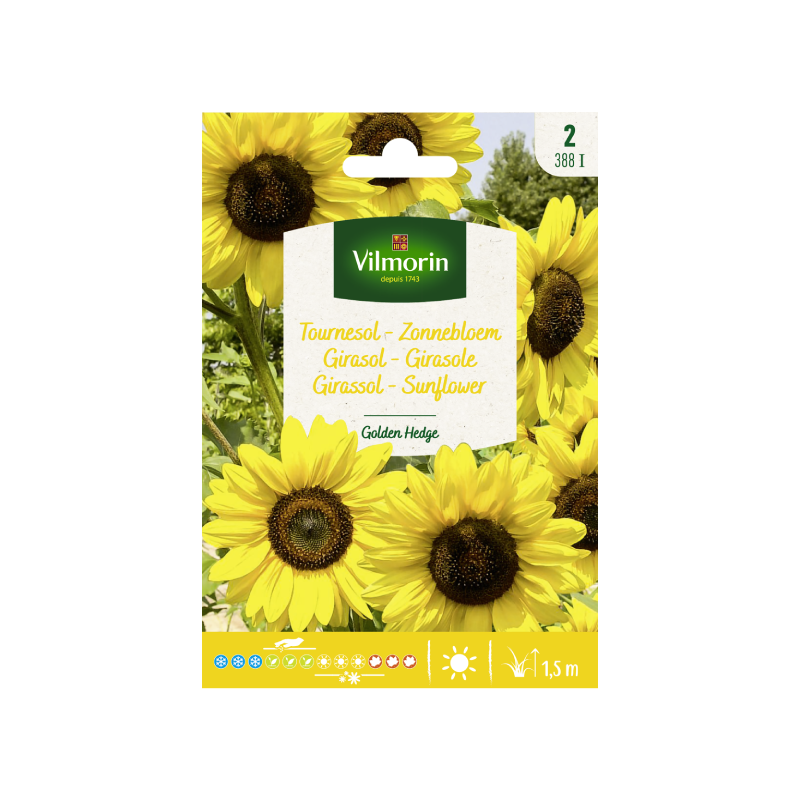 SEMILLAS GIRASOL Golden Hedge Vilmorin - Sobre 1,5 g