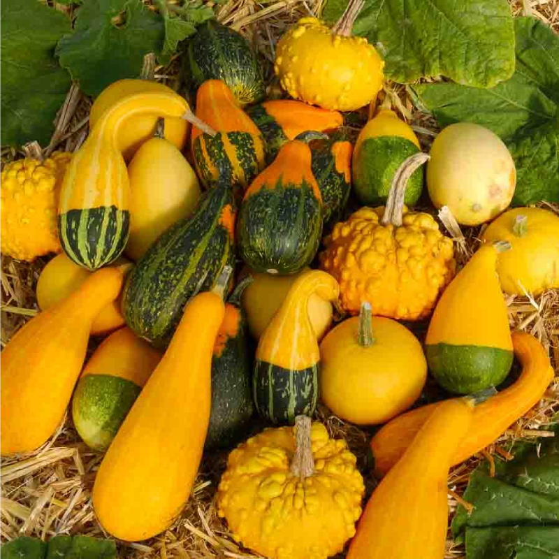 SEMILLAS CALABACITAS Variadas Vilmorin - Sobre 3 g - Imagen 2
