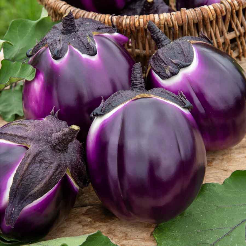 SEMILLAS BIO BERENJENA Violeta de Florencia Vilmorin - Sobre 0,5 g - Imagen 2