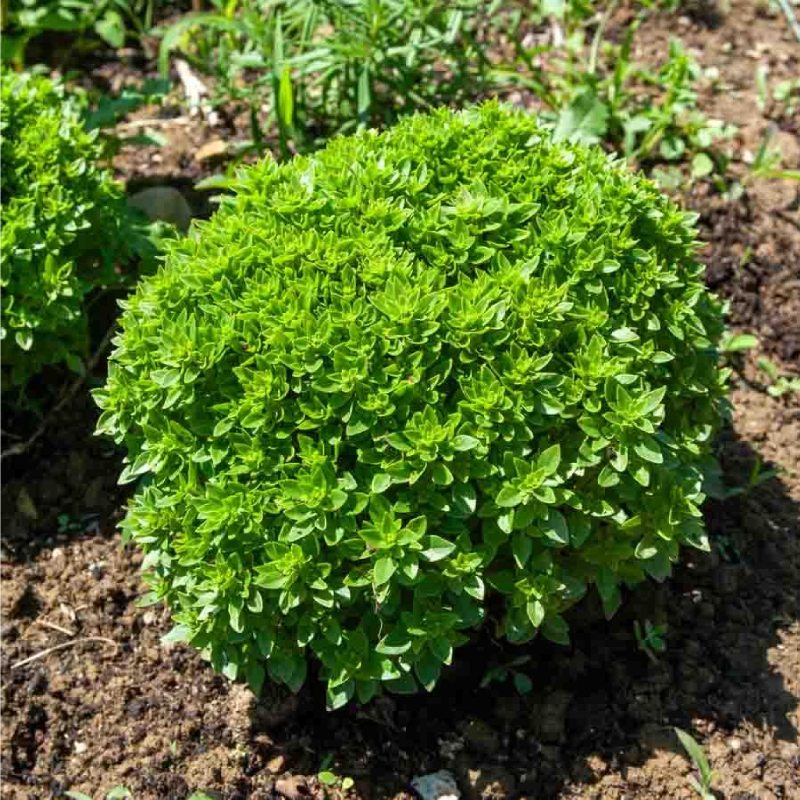 SEMILLAS BIO ALBAHACA Fina Verde Vilmorin - Sobre 1 g - Imagen 2