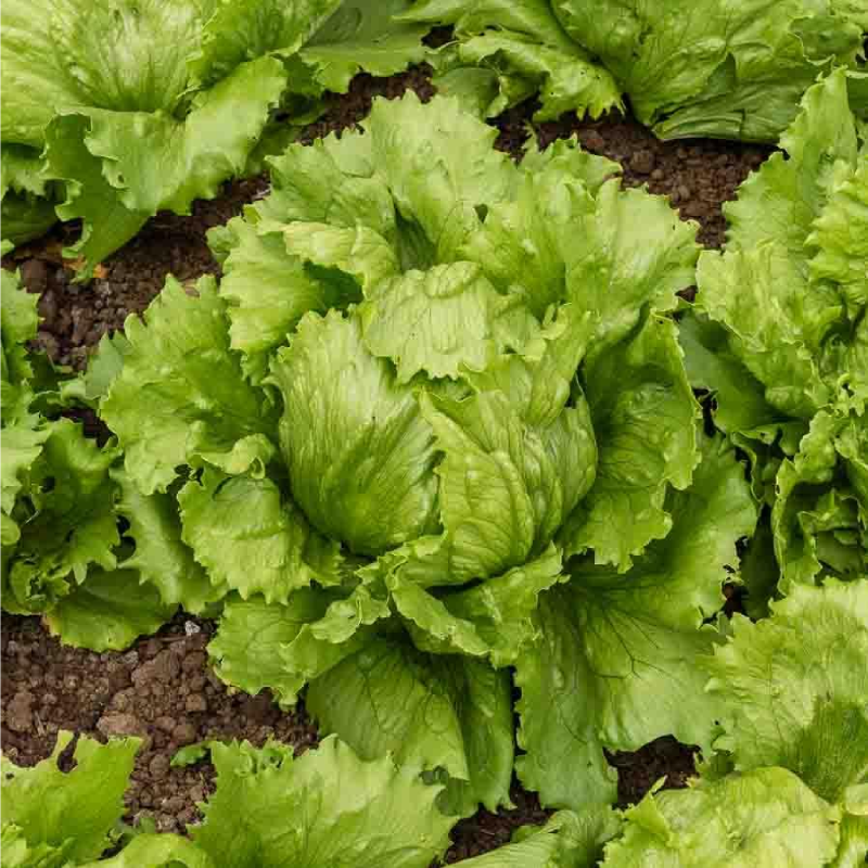 SEMILLAS BIO LECHUGA Iceberg Eduardo Vilmorin - Sobre 2 g - Imagen 2