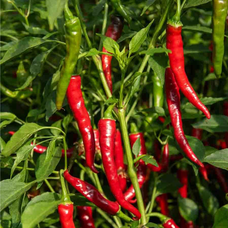 SEMILLAS PIMIENTO de Cayenne Vilmorin - Sobre 1 g - Imagen 2
