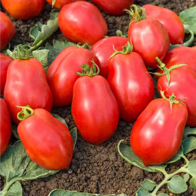 SEMILLAS BIO TOMATE Roma V.F Vilmorin - Sobre 0,5 g - Imagen 2