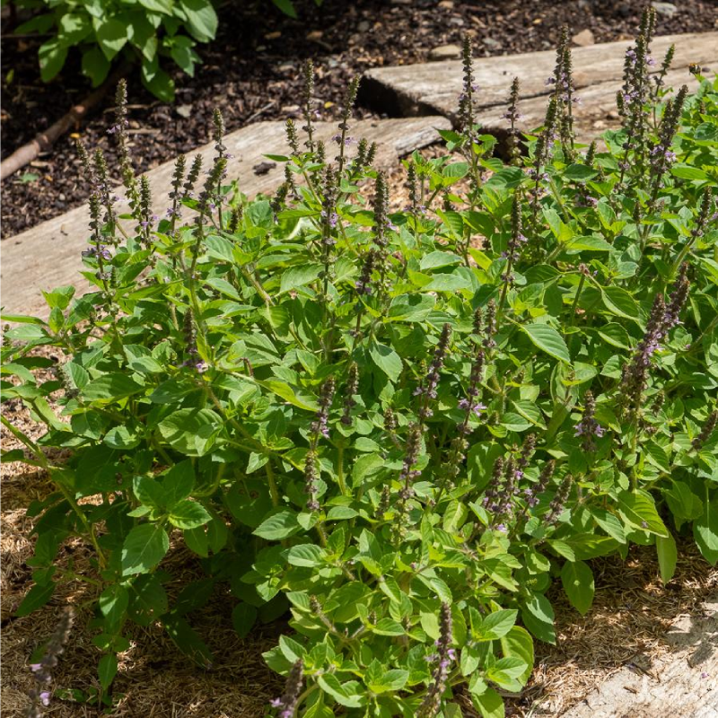 SEMILLAS ALBAHACA Blue Spice Vilmorin - Sobre 1 g - Imagen 2