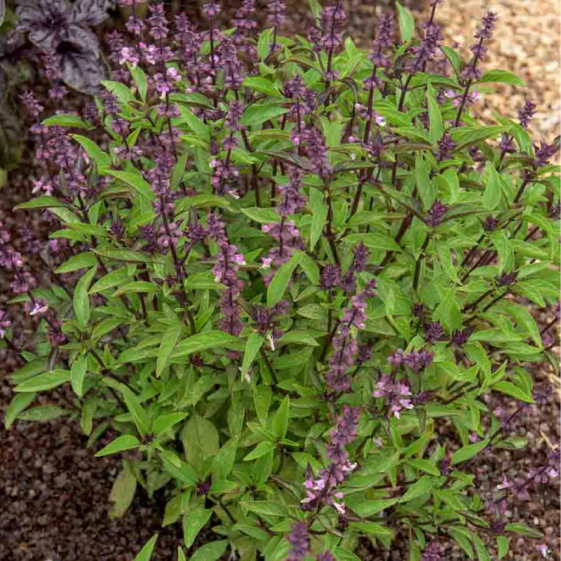 SEMILLAS ALBAHACA Taï Vilmorin - Sobre 1 g - Imagen 2