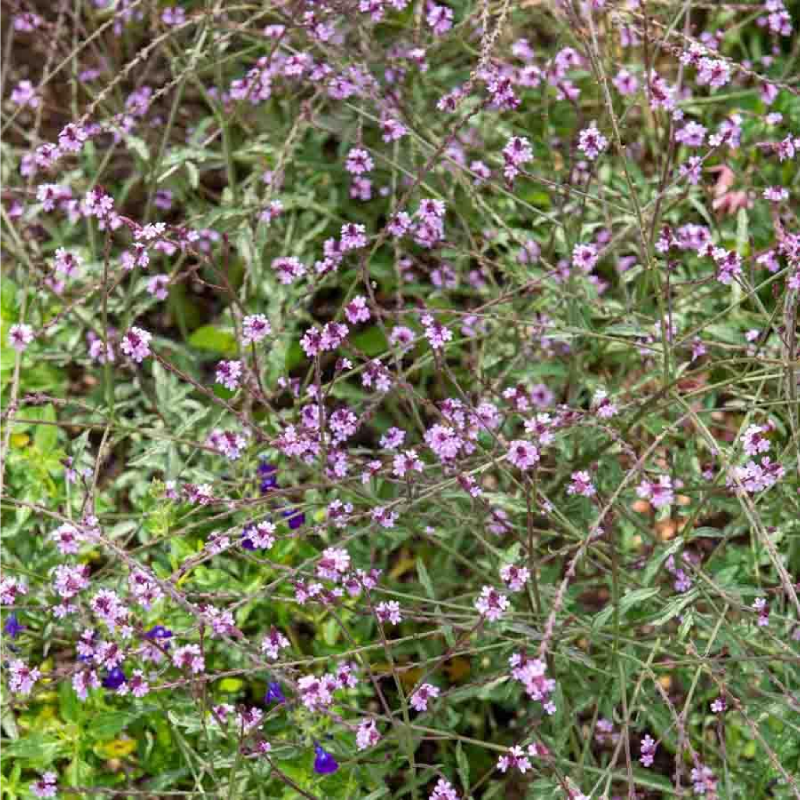 SEMILLAS VERBENA Officinale Vilmorin - Sobre 0,2 g - Imagen 2
