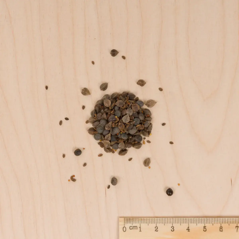 ABONO BIO Mezcla de Huerto Vilmorin - Sobre 60 g - Imagen 2