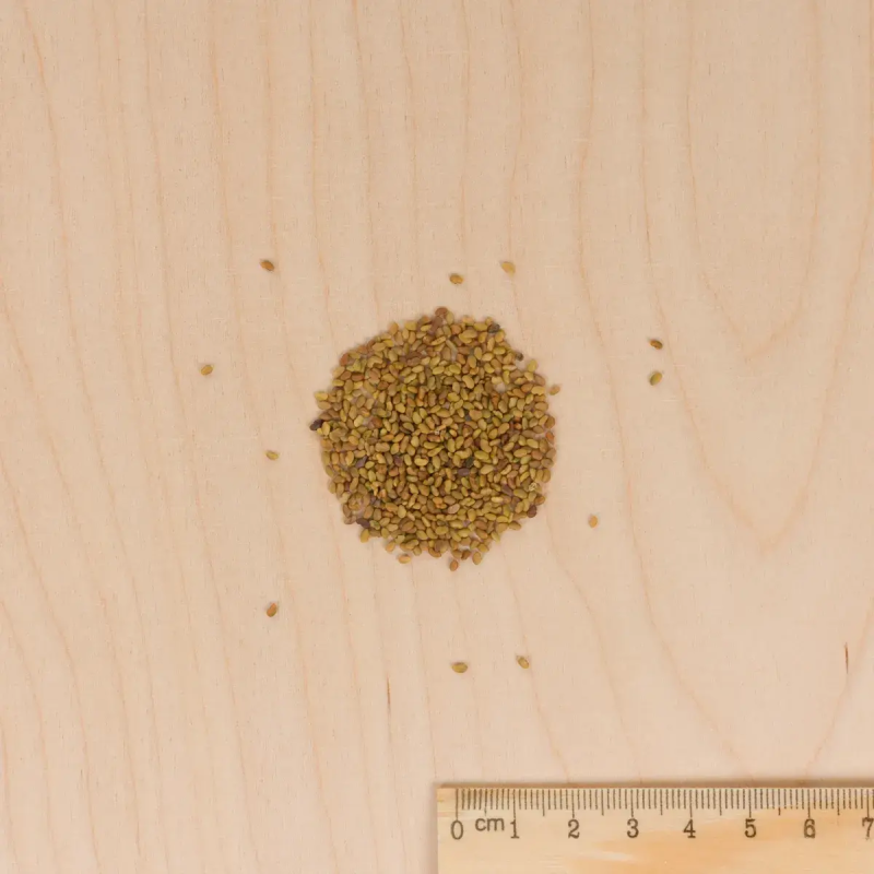 ABONO BIO LUZERNA Tipo Flamengo Vilmorin - Sobre 60 g - Imagen 2